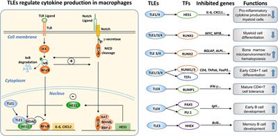 Roles of transducin-like enhancer of split (TLE) family proteins in tumorigenesis and immune regulation